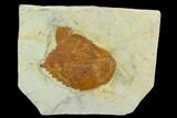 Two Fossil Leaves ( Zizyphoides And Beringiaphyllum) - Montana #120770-2